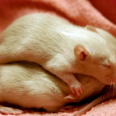 Three sleeping beige rat babies