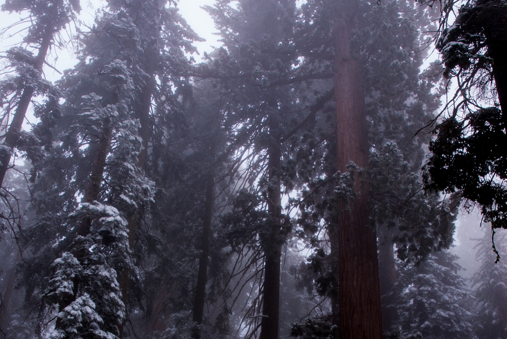 Lilburn Cave and Snow in King's Canyon photograph. Redwoods are giant and beautiful, and the wood has a reddish tint.