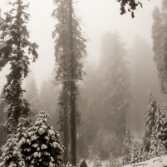 Redwoods and snow