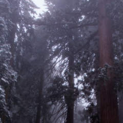 Tall redwood trees in the snow