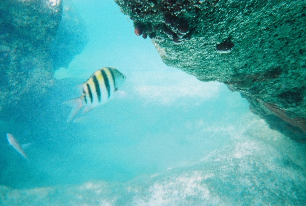 Mexico Caves & Cenotes photograph. Fish in the Yalku Lagoon at Tulum. There were lots of interesting fish, including something that looked like a barracuda (I'm sure it was not) and something larger, maybe three feet long.