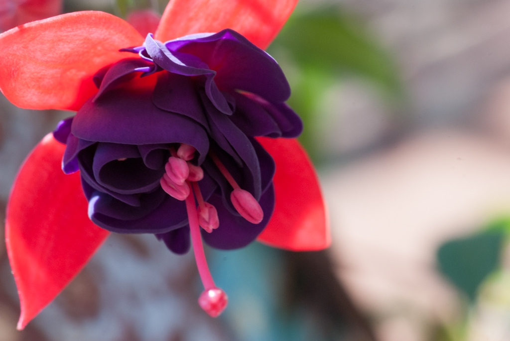 Flowers and plants photograph. Closeup of fuchsia bloom with stamen. They are dark purple with red.