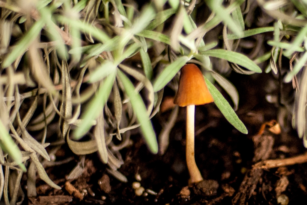 Flowers and plants photograph. This little mushroom found a home in my lavender plant.