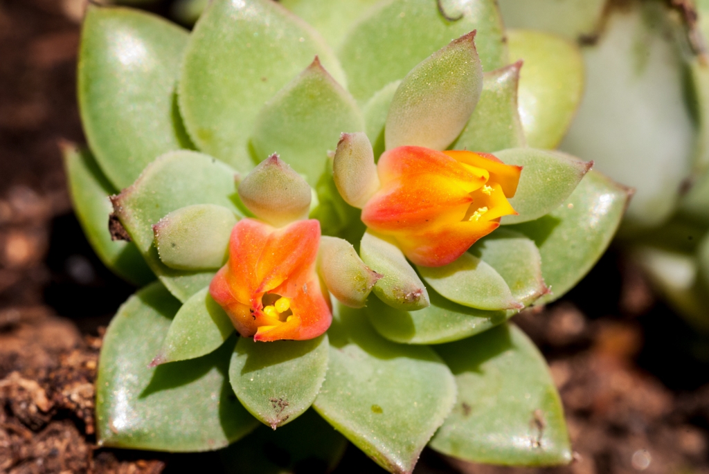Flowers and plants photograph. Macro shot of a blooming succulent.