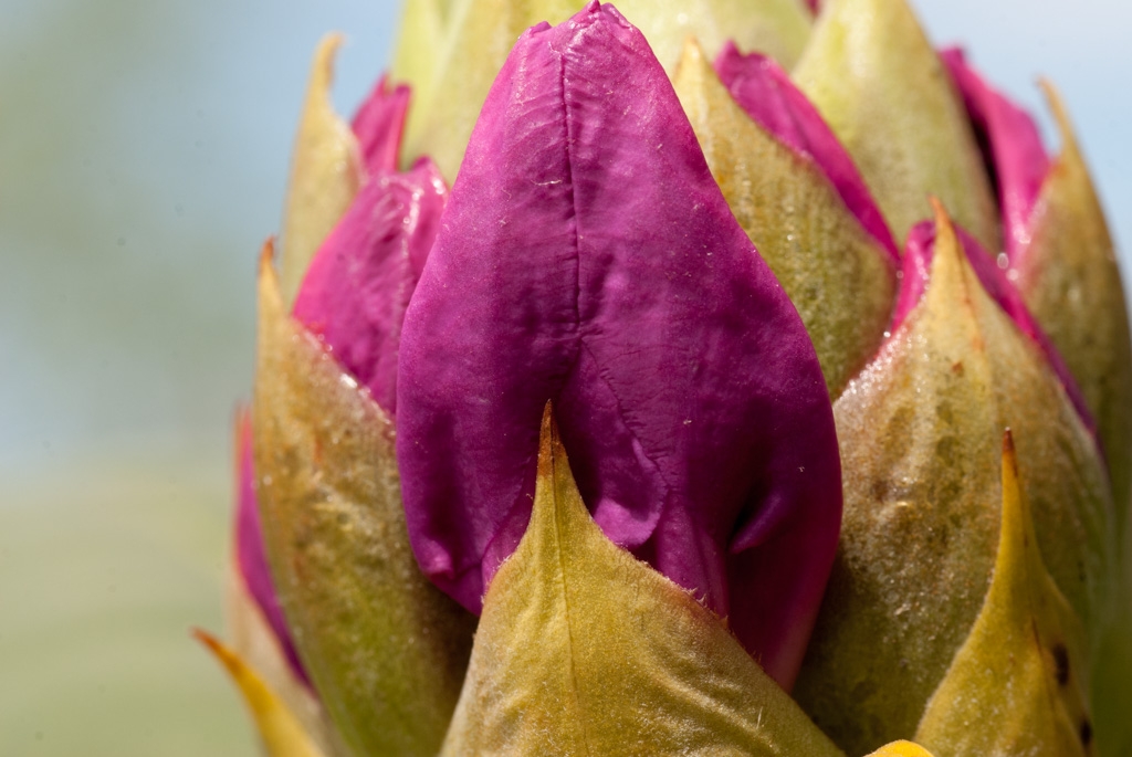 Flowers and plants photograph. Macro shot of rhododendron blooms just emerging.