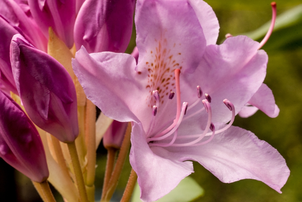 Flowers and plants photograph. Macro shot of rhododendron bloom.