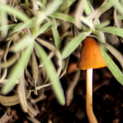 Mushroom found a home in my lavender
