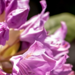 Rhododendron closeup