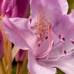 Rhododendron bloom macro