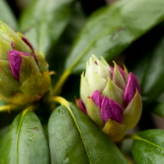Rhododendron buds