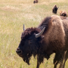 Bison closeup with horns