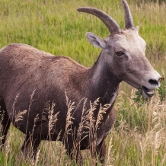 Female Big-Horned Sheep