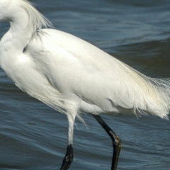 Shoreline birds: snowy egret