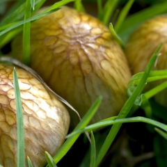 Three yellow mushrooms closeup