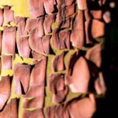 Red manzanita bark closeup