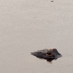 Alligator lurking in water as it rains