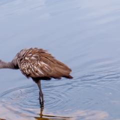 Brown bird at the lagoon