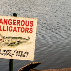 Dangerous Alligators sign