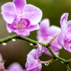 Bok Tower Gardens orchids
