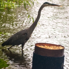 Bird in the pond at Bok Botanical Gardens