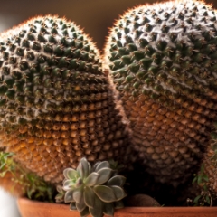 Bok Tower Gardens cactus in a bowl