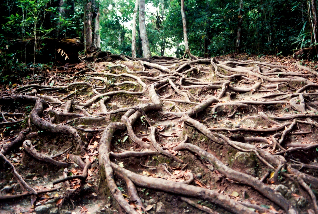 Guatemala photograph. Belize was tropical and hot, and we had to watch out for ants underfoot! Joel warned me about ants near the base of tree trunks. He wore sandals and shorts, while I wore boots and pants with socks tucked in. Naturally he got a little too close to a tree and was attacked by ants. HAH!