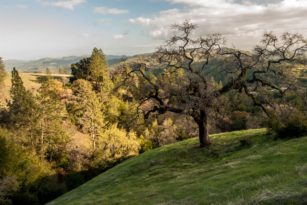 Henry Coe State Park, California photograph. 
