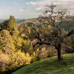 Oak tree on the hillside