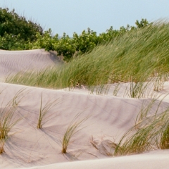 Grassy sand dunes on Hull beach