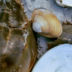 Horseshoe crab shell, clam shells