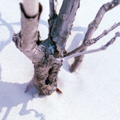 Tree in sand
