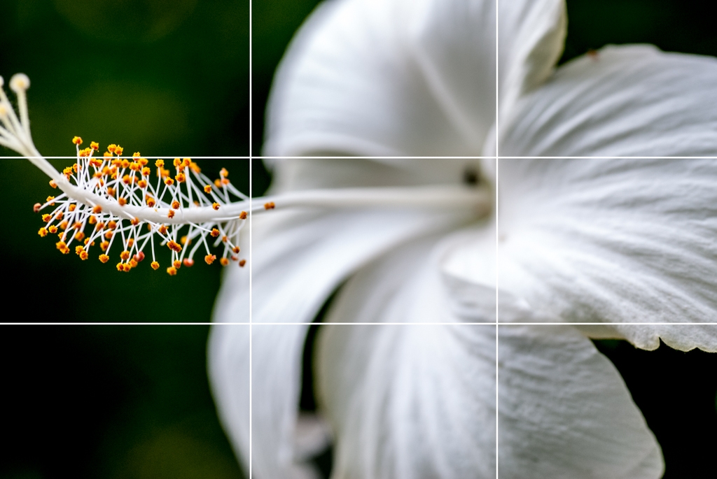 Kauai, Hawaii photograph. Slicing up an image to demonstrate rule of thirds. This flower doesn't quite meet the standard.