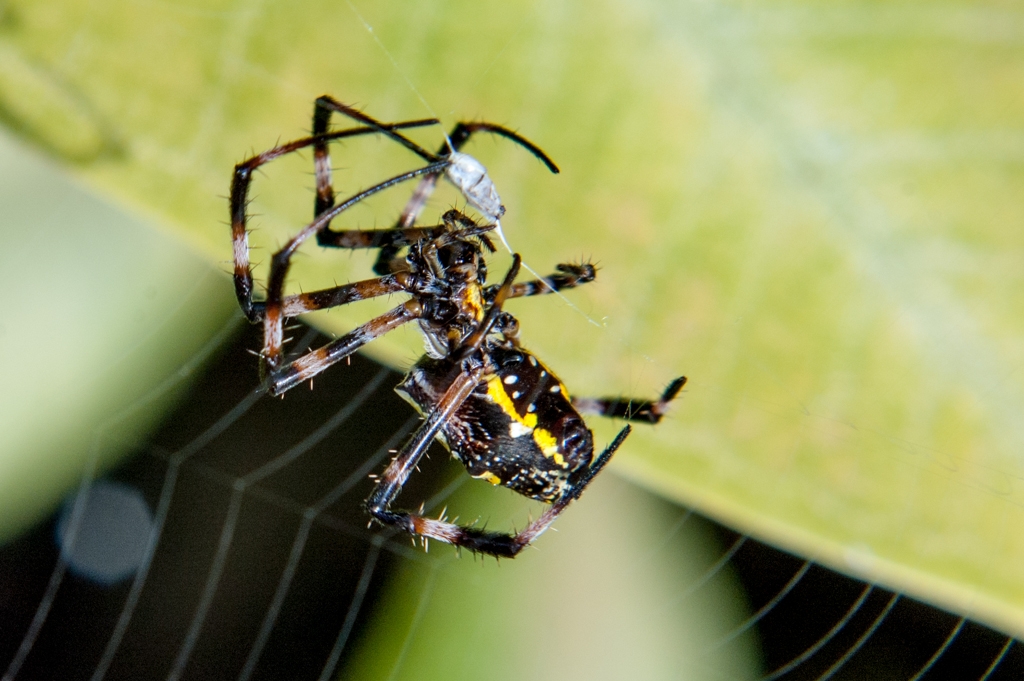 Kona, Hawaii photograph. This banana spider seems to have gotten his meal. It is a harmless Argiope appensa.