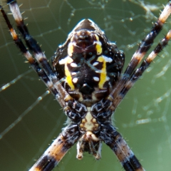 Argiope appensa is called a banana spider