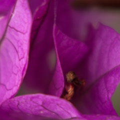 Begonia macro