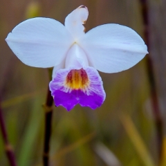 Orchid at Hawaii Volcanoes National Park