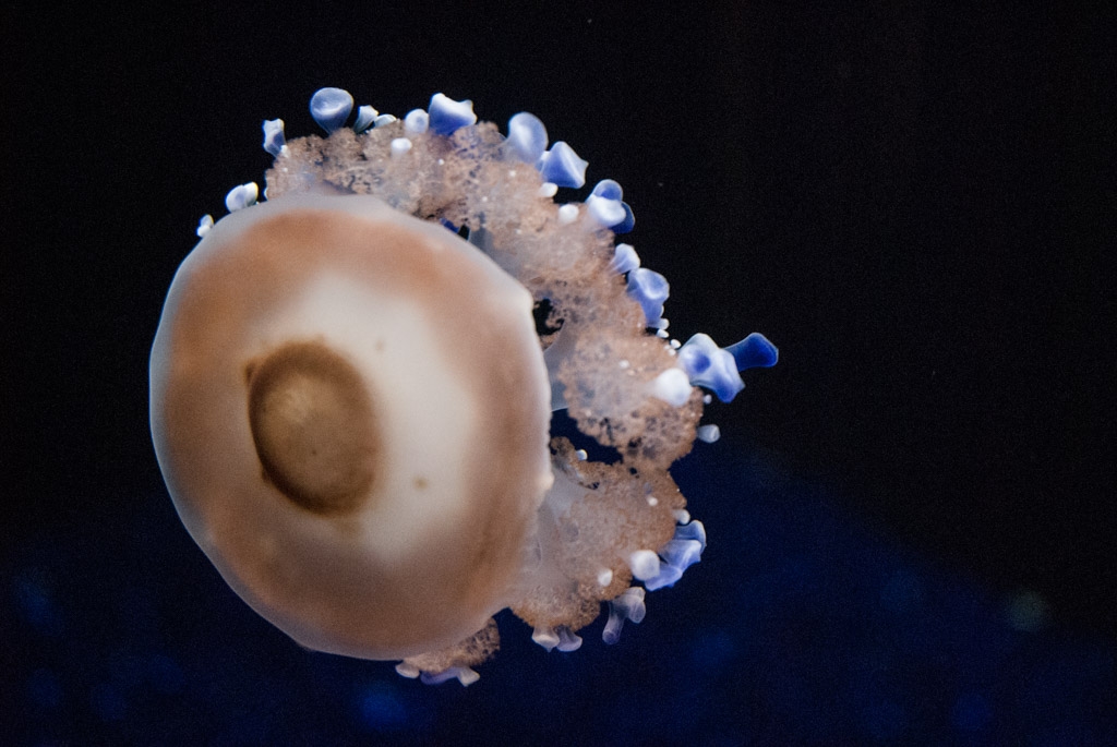 Monterey Bay Aquarium, California photograph. I think this is an anemone.