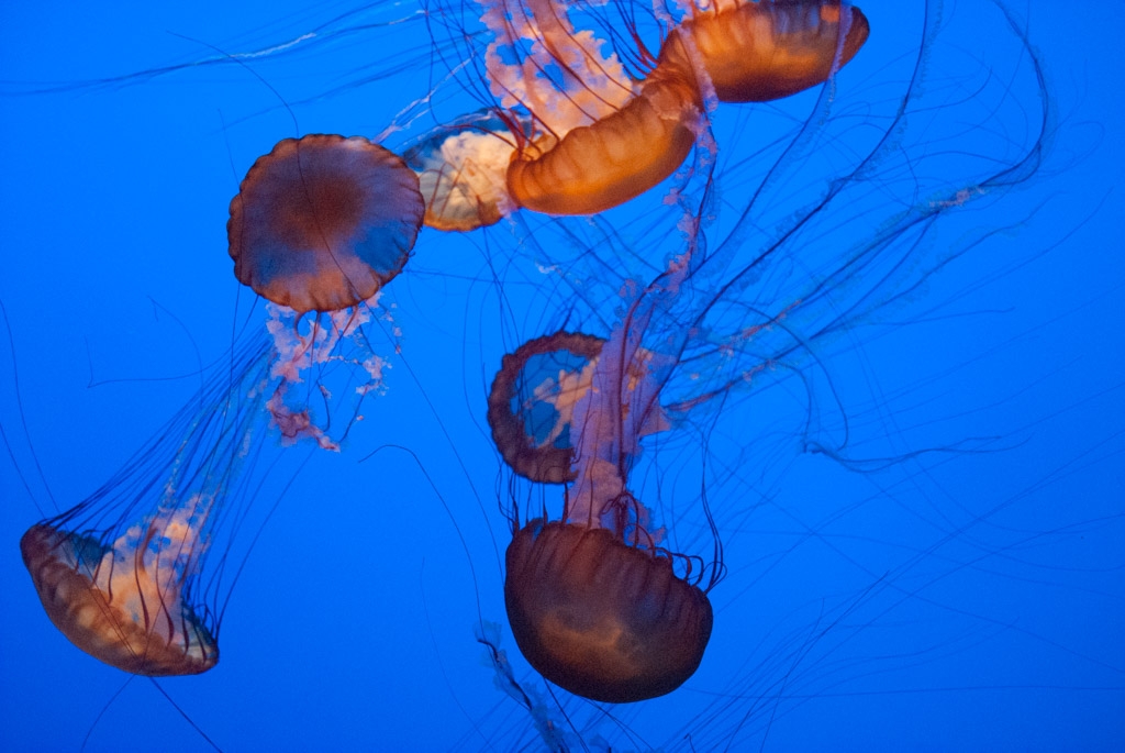 Monterey Bay Aquarium, California photograph. 