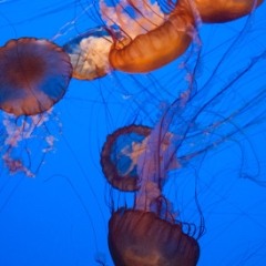 Seven orange jellyfish