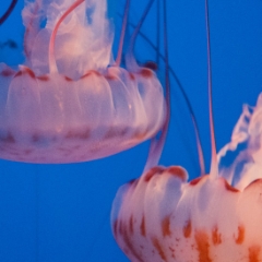 Two orange jellyfish closeup