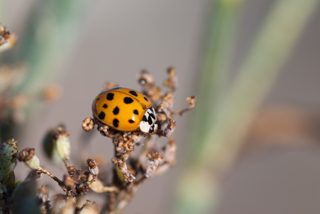 Bay Area Shoreline, California photograph. Go ladybug go! You've got important things to do!