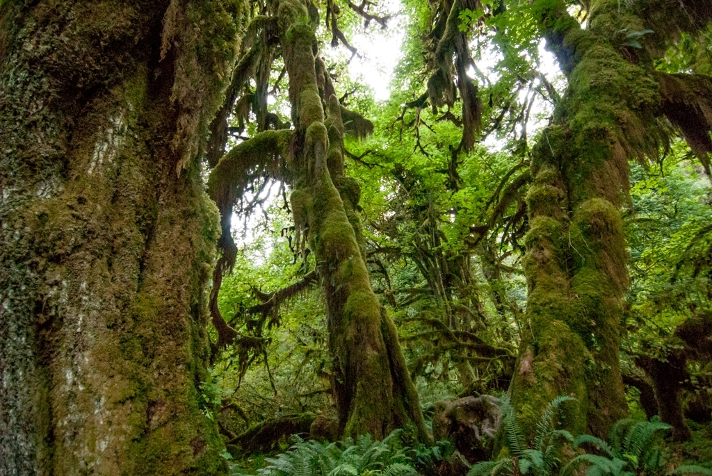 Olympic National Park photograph. Hoh Rainforest was gorgeous. So lush and verdant, and beautiful in July!