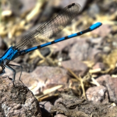 Pinnacles dragonfly-like bug