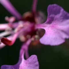 Purple flower macro closeup