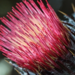 Red spiky flower macro closeup