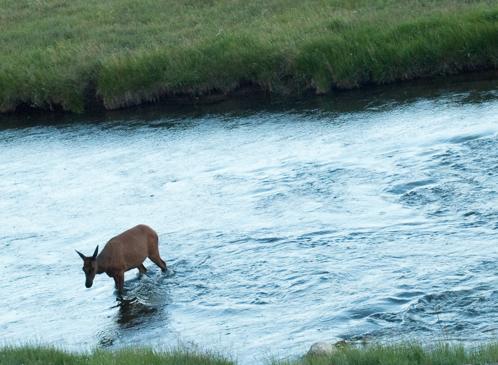 Yellowstone National Park, Wyoming photograph. Elk crossing a river in Yellowstone. There were a large number of baby and adult female elk, I was waiting until one went into the water to take the photo.