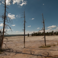 Yellowstone trees