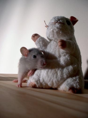 French Fry and Oatmeal  photograph. Here is French Fry the rat playing with a beanie baby.