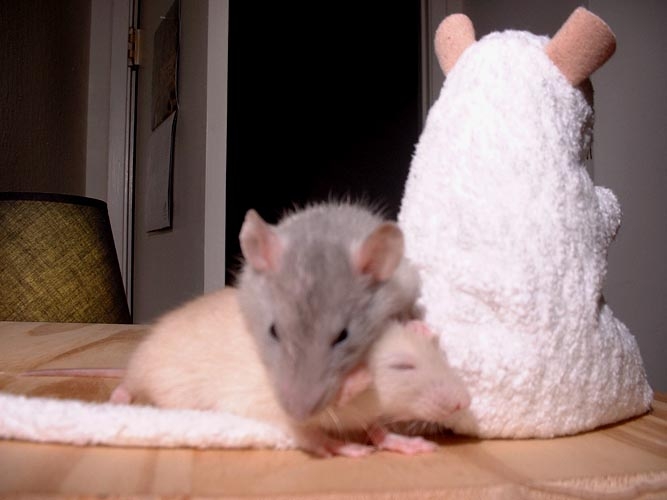 French Fry and Oatmeal  photograph. French Fry & Oatmeal were rat pals
