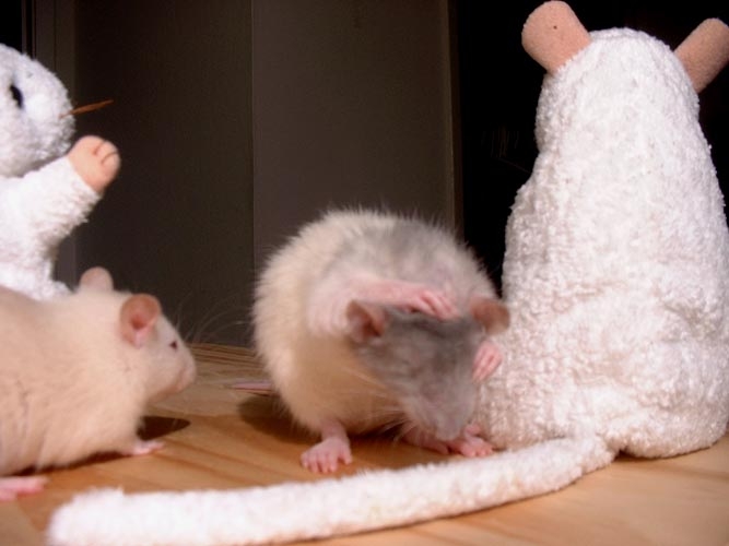 French Fry and Oatmeal  photograph. French Fry & Oatmeal were rat pals